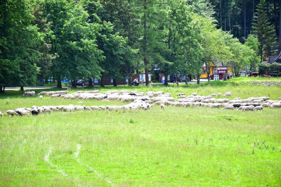 Willa Halka - camere per gli ospiti nel centro di Zakopane 04